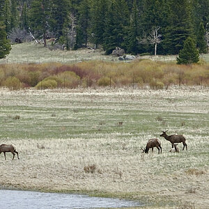 reise trends Rocky Mountain National Park Wapiti Hirsche Foto: Rüdiger Berger